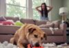 Why Does My Dog Act Out? Top Behavior Problems Explained Mischievous Mutt Mayhem: Dog vs. Sneaker