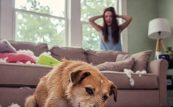 Why Does My Dog Act Out? Top Behavior Problems Explained Mischievous Mutt Mayhem: Dog vs. Sneaker