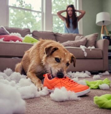 Why Does My Dog Act Out? Top Behavior Problems Explained Mischievous Mutt Mayhem: Dog vs. Sneaker