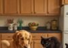 Nutrient-Packed Foods for Pet Health: Top 10 Picks to Keep Your Pet Thriving Happy Dog Cat Healthy Meal