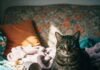 Decoding Cat Behavior: What Your Feline Is Really Telling You Cat Stare