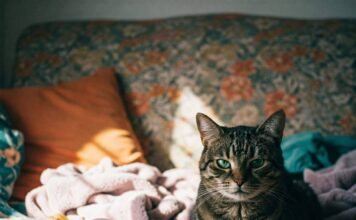 Decoding Cat Behavior: What Your Feline Is Really Telling You Cat Stare