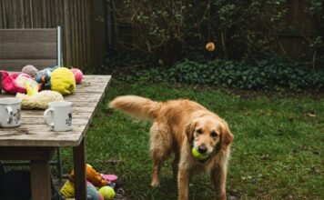 Top Dog Training Techniques to Improve Obedience Fast Scruffy Golden Retriever Training