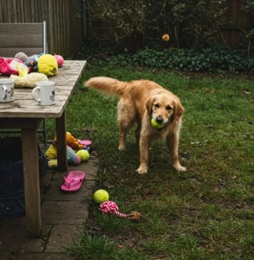 Top Dog Training Techniques to Improve Obedience Fast Scruffy Golden Retriever Training