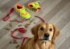 How to Train Your Dog to Be Well-Behaved in Any Situation? Chaotic Love: Rufus & Sneaker Mischief