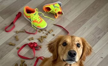 How to Train Your Dog to Be Well-Behaved in Any Situation? Chaotic Love: Rufus & Sneaker Mischief