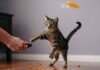 Obedience Training for Cats: Yes, It’s Possible! Cat Training Chaos