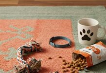 How to Choose the Right Pet Accessories for Your Dog or Cat? Chaotic Pet Accessories: Humorous Snapshot