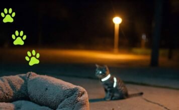 Top 5 Pet Accessories for Better Comfort and Safety cozy chaotic pet gear night