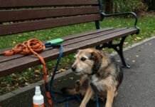 10 Common Dog Health Issues and How to Prevent Them Scruffy Dog Fleas: Candid Park Moment