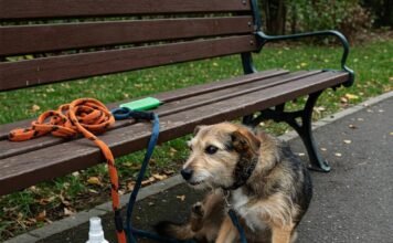 10 Common Dog Health Issues and How to Prevent Them Scruffy Dog Fleas: Candid Park Moment