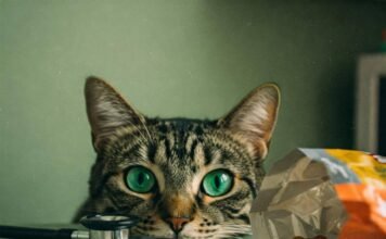 Top 10 Cat Health Issues and How to Handle Them Curious Cat Vet Visit Chaos