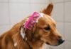 How to Groom Your Dog at Home: A Step-by-Step Guide Luna's Messy Groom: Tangled Ear & Stuck Comb