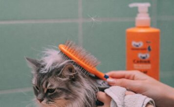 The Essential Grooming Routine for Cats You Can’t Miss Chaotic Cat Grooming