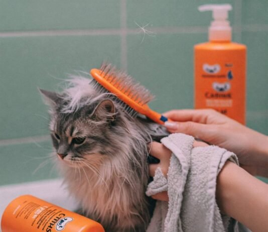 The Essential Grooming Routine for Cats You Can’t Miss Chaotic Cat Grooming