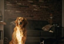 Understanding Your Pet’s Behavior: What It Means and How to Respond Dog Cat Candid Cozy Moment