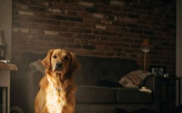 Understanding Your Pet’s Behavior: What It Means and How to Respond Dog Cat Candid Cozy Moment