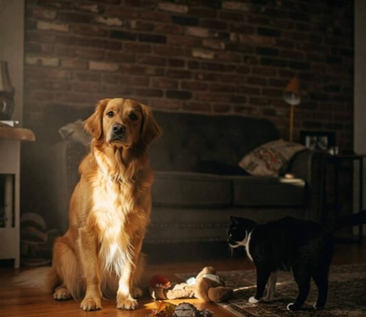 Understanding Your Pet’s Behavior: What It Means and How to Respond Dog Cat Candid Cozy Moment